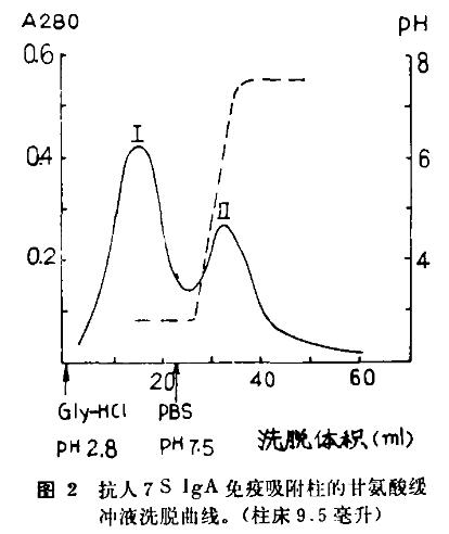 图2 抗入7S IgA免疫吸附柱的甘氨酸缓冲液洗脱曲线（柱床9.5毫升）