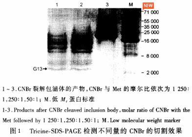 图1 Trieine-SDS-PAGE 检测不同量的溴化氰的切割效果