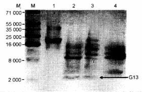 图2 Tricine-SDS-PAGE 检测不同条件下溴化氰切割包涵体的效果